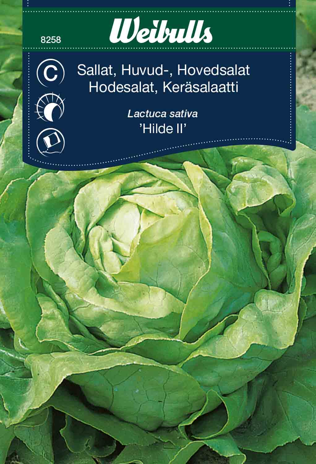 Weibulls Sallat, huvud- 'Hilde II'