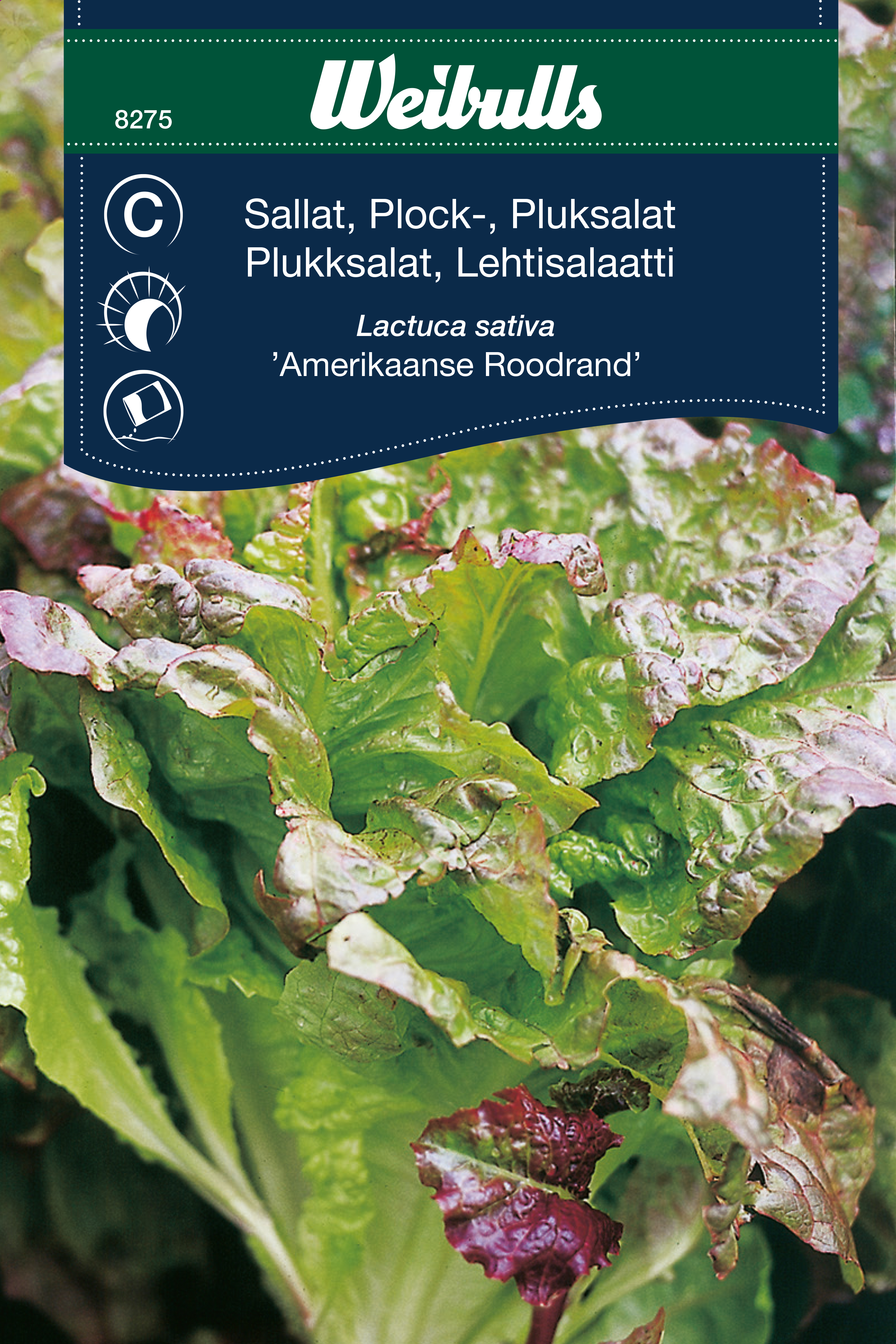 Weibulls Sallat, plock- 'Amerikaanse Roodrand'
