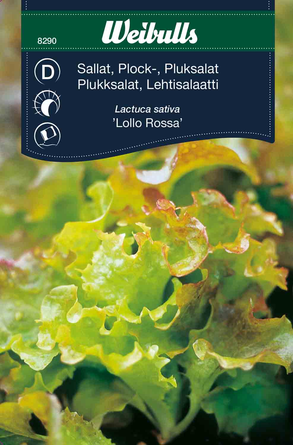 Weibulls Sallat, plock- 'Lollo Rossa'