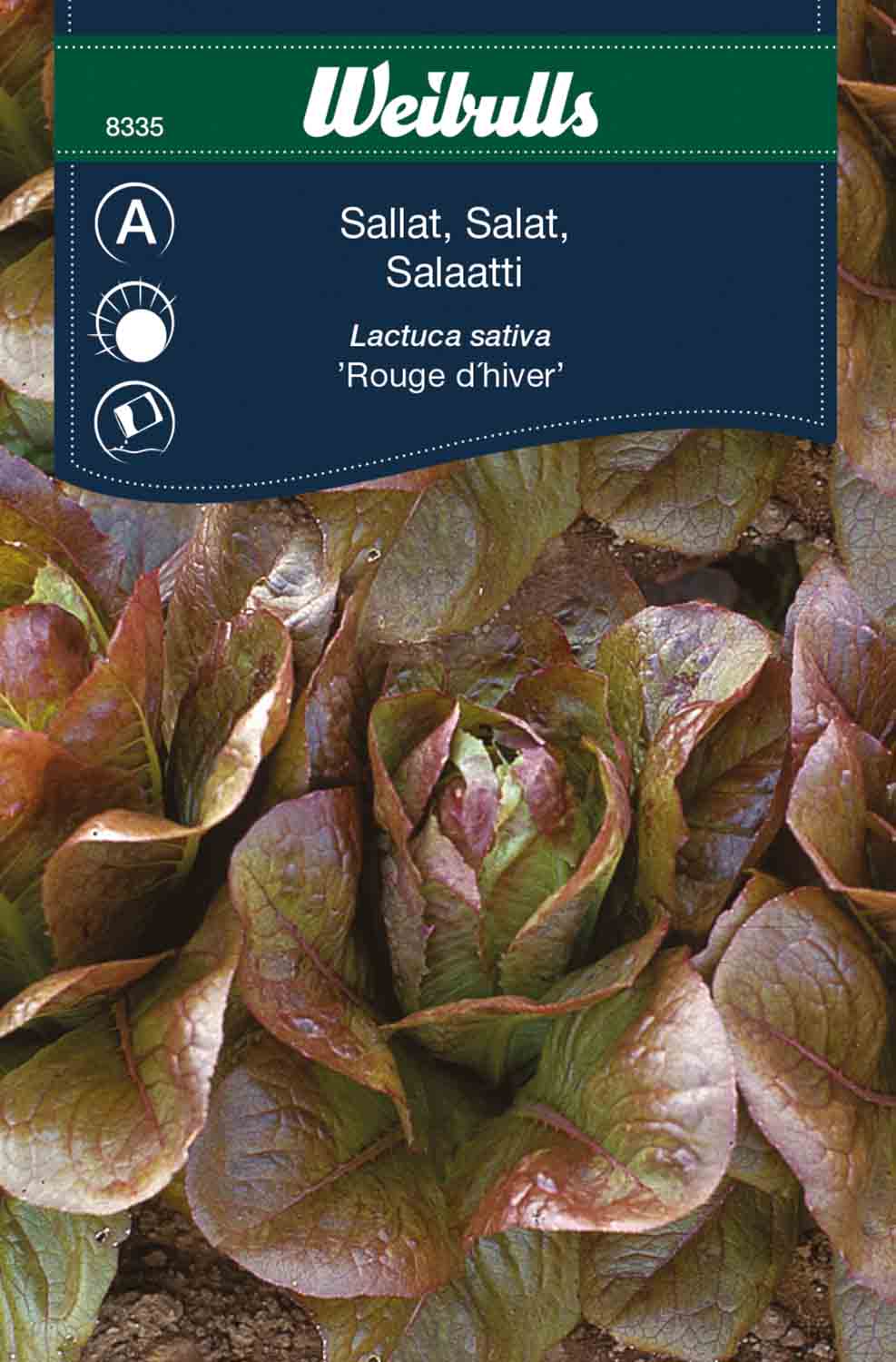 Weibulls Sallat 'Rouge d'hiver'
