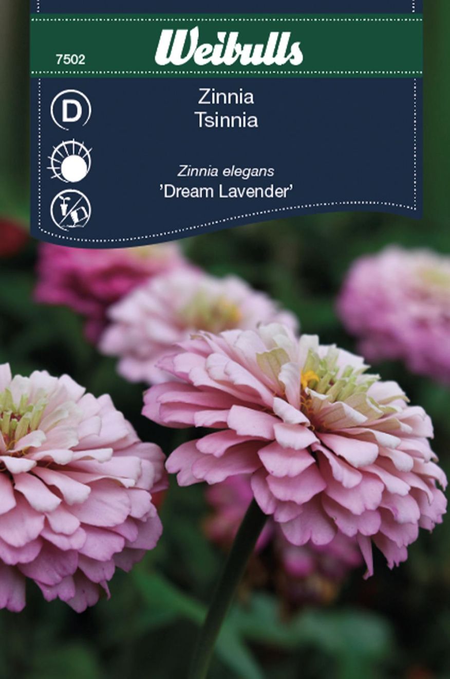 Weibulls Zinnia Dream Lavender Elegans Dahliablommande