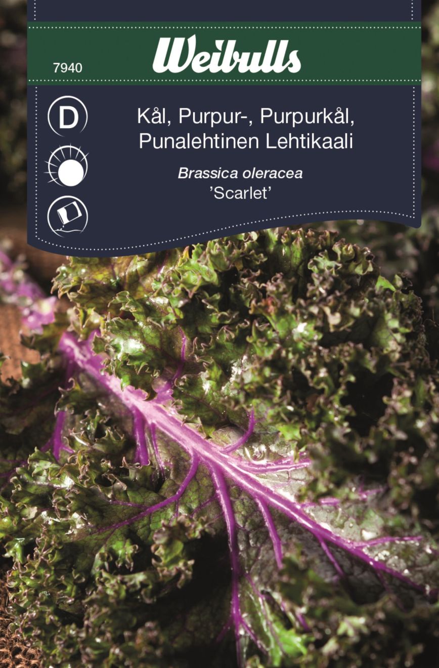 Weibulls Kål, Purpur- 'Scarlet' Brassica oleracea