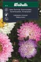 Weibulls Aster, sommar-, pastell 'Matsumoto'