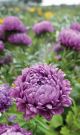 6140_aster_milady_lilac.jpg