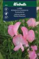 6605_Lathyrus_odoratus_framsida_web.jpg