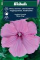 Weibulls Malva, sommar- 'Silver Cup'