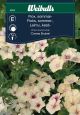 6806_flox_sommar_web.jpg