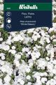 6808_flox_white_beauty_web.jpg