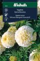 7275_tagetes_african_marigold_snowdrift_web.jpg