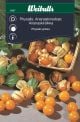 Weibulls Physalis