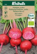 Weibulls Rödbeta, polka- KRAV 'Chioggia'