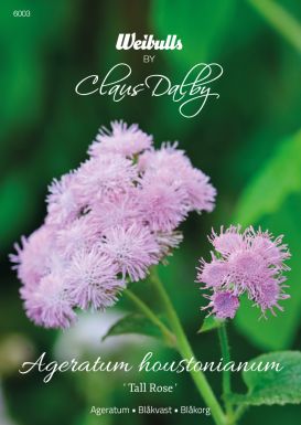 Weibulls Ageratum 'Tall Rose'