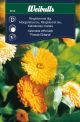6109_Ringblomma_fiesta_gitana_framsida_web.jpg