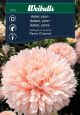 6119_aster_pion_web.jpg