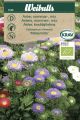 6128_aster_sommar_lq.jpg