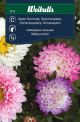 6133_Aster_sommar_matsumoto_framsida_web.jpg