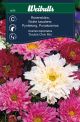 6278_rosenskara_double_click_mix_framsida_web.jpg