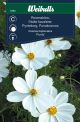 6283_rosenskara_purity_framsida_web.jpg