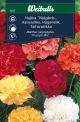 6357_nejlika_triumph_mix_framsida_web.jpg