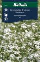 6447_sommarsloja_vit_framsida_web.jpg