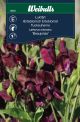 6603_Lathyrus_odoratus_web.jpg