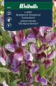 6604_Lathyrus_odoratus_ramsida_lq.jpg