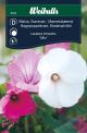6703_malva_sommar_mix_web.jpg