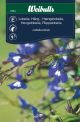 6764_lobelia_bla_hang_framsida_web.jpg