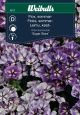 6812_flox_sommar_web.jpg