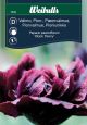 7039_vallmo_pion_black_peony_framsida_web.jpg