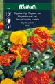 7346_tagetes_mix_web.jpg