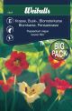 7447_krasse_busk_jewel_mix_storpack_framsida_web.jpg