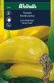 8127_Squash_gold_rush_web.jpg