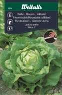 Weibulls Sallat, huvud-, såband 'Hilde II'