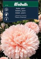 6119_aster_pion_web.jpg