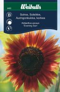 6495_solros_evening_sun_framsida_web.jpg