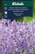 6753_nepeta_kant_mussinii_framsida_web.jpg