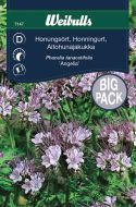 7147_honungsort_angelia_framsida_web.jpg
