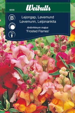 Weibulls Lejongap 'Frosted Flames'