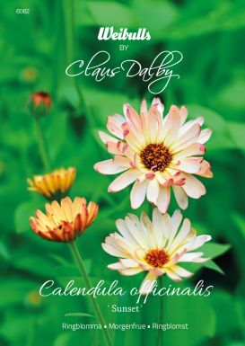 Weibulls Ringblomma 'Sunset'
