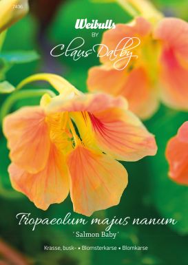 Weibulls Krasse, busk- 'Salmon Baby'