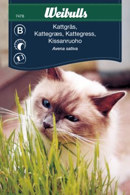 Weibulls Gräs, Katt-
