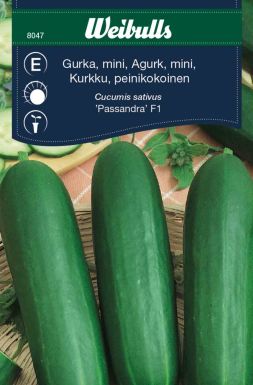 Weibulls Gurka, mini-, växthus- 'Passandra F1'