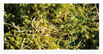 Weibulls - Mossa i gräsmattan