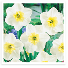 Weibulls - Narciss, Papillon Blanc