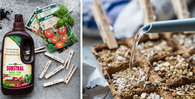 Odla chili - plantera egen chili hemma, så lyckas du - Weibulls