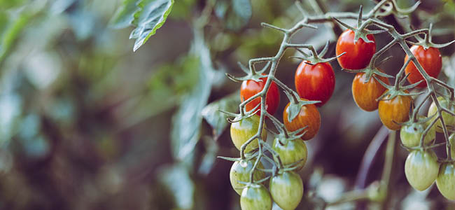 Förodla tomater