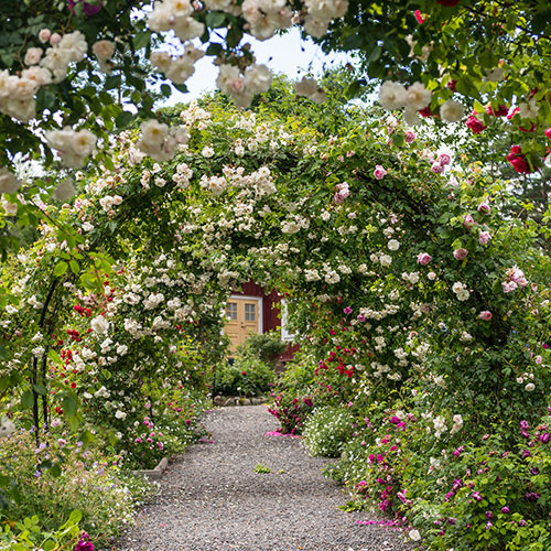 tradgardskalendern_juni